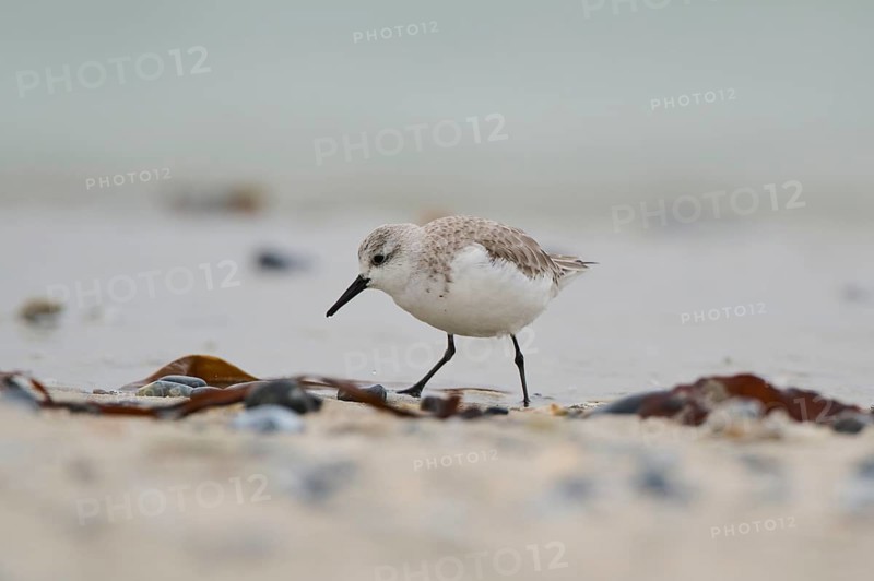 Sanderling (Calidris alba) on the beach, Düne, Helgoland, Schleswig-Holstein, Germany
