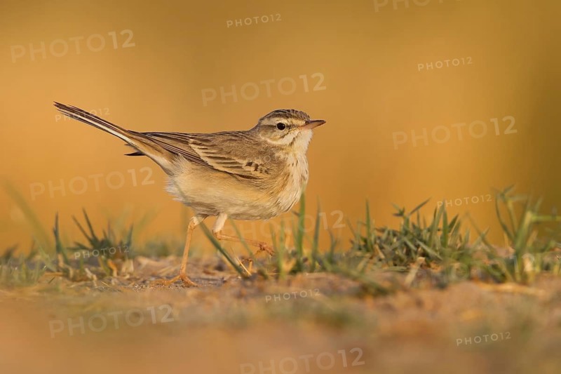 Tawny Pipit - Brachpieper - Anthus campestris, Oman