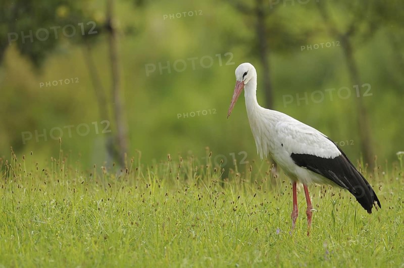 White Stork (Ciconia ciconia), Baden-Wuerttemberg, Germany
