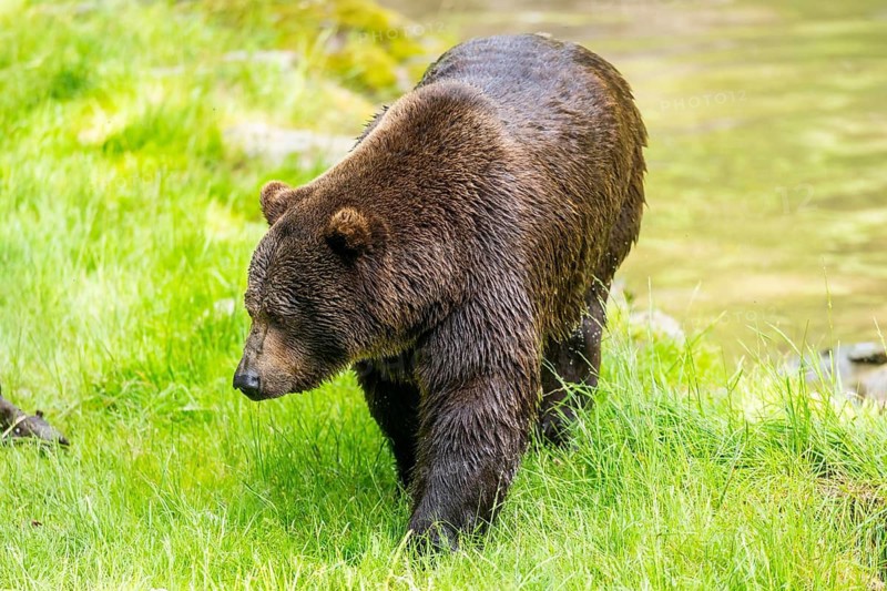 Eurasian brown bear (Ursus arctos arctos) walking on a meadow, Bavarian Forest, Bavaria, Germany