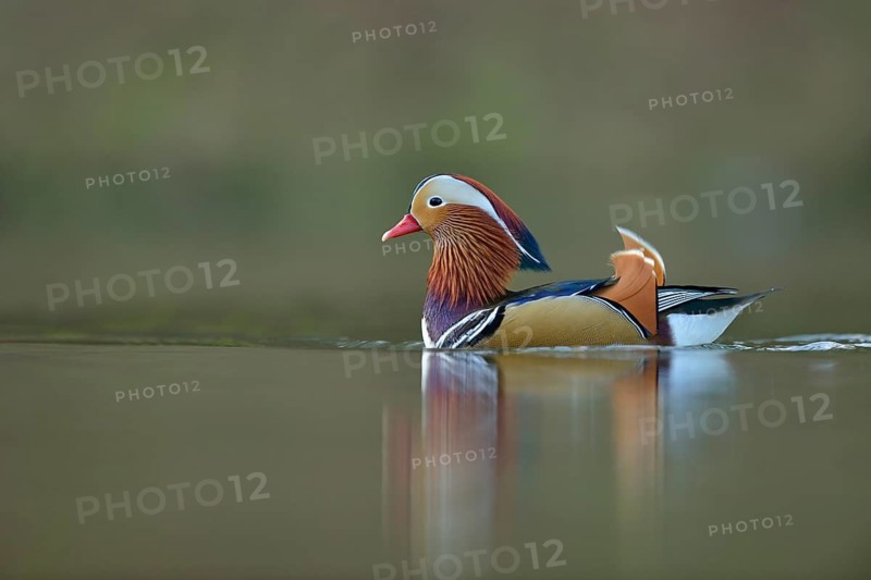 Mandarin Duck (Aix galericulata) male, North Rhine-Westphalia, Germany