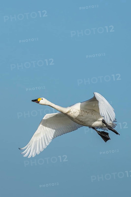 Tundra Swan, Bewick's Swan, Cygnus columbianus in flight at winter in Slimbridge, England, United Kingdom