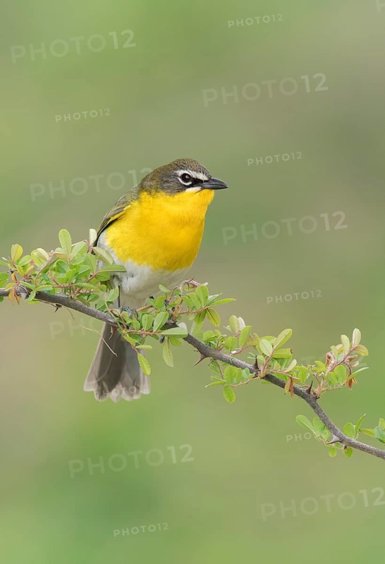 Yellow-breasted Chat (Icteria virens) perched on a branch, Texas, USA