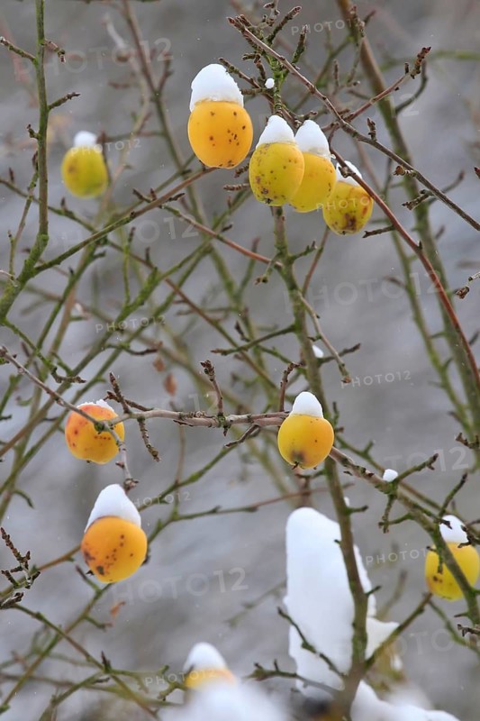 Winter, apple tree, Germany