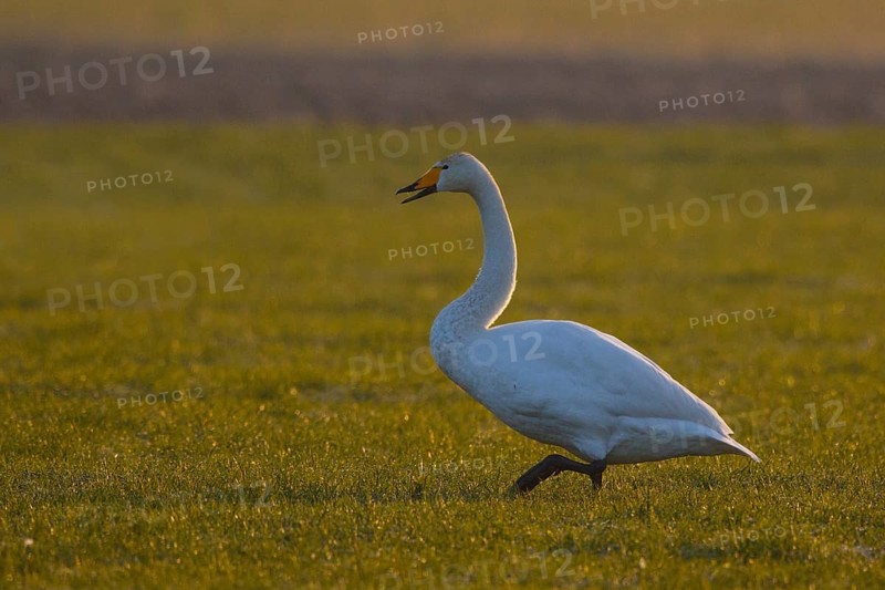 Whooper Swan (Cygnus cygnus), North Rhine-Westphalia, Germany