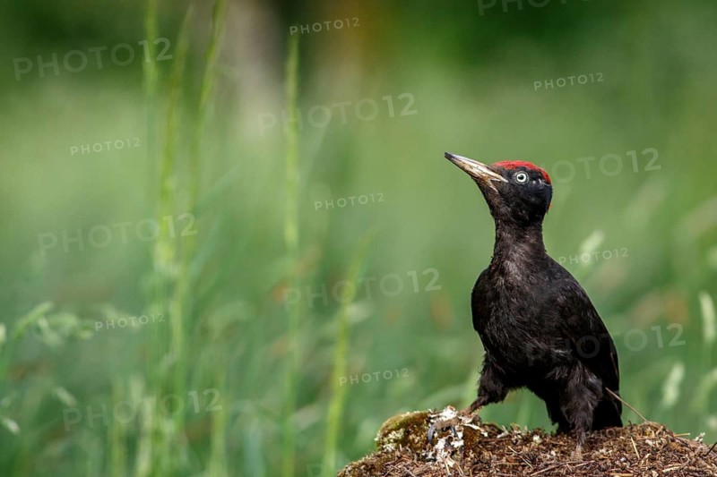 Black woodpecker (Dryocopus martius), male on forest, Castile and Leon, Spain