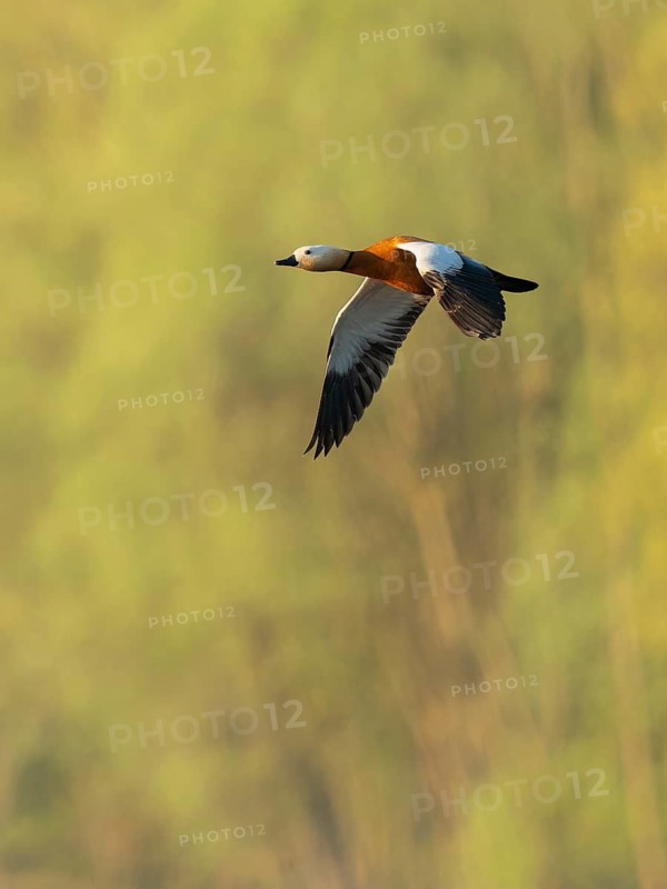 Ruddy shelduck (Tadorna ferruginea), male in flight, wildlife, Lower Saxony, Germany