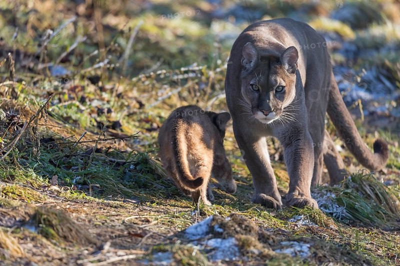 One adult male cougar, Puma concolor, walking towards photographer on green frozen grass and a kitten walking in the opposite direction