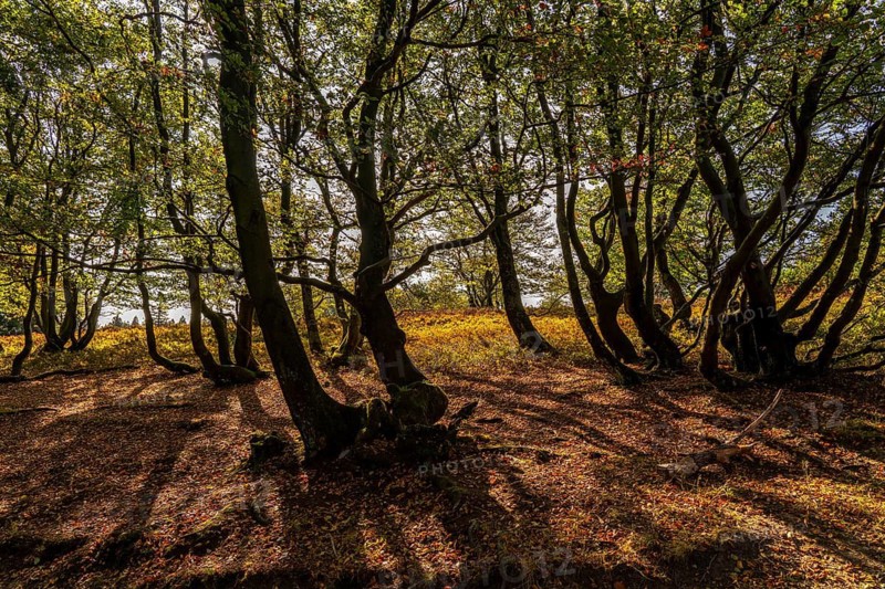 Beech trees on the Kahler Asten, highest mountain in North Rhine-Westphalia, near Altastenberg, Winterberg, Sauerland, Germany