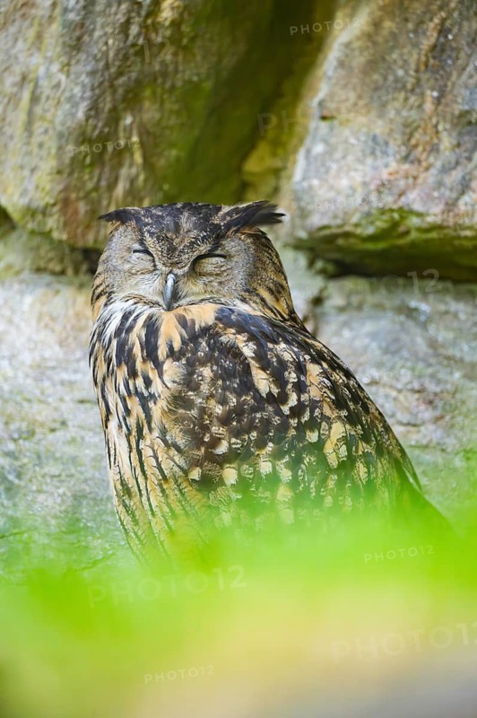 Eurasian eagle-owl (Bubo bubo) sitting on a rock in a stone wall, Bavaria, Germany
