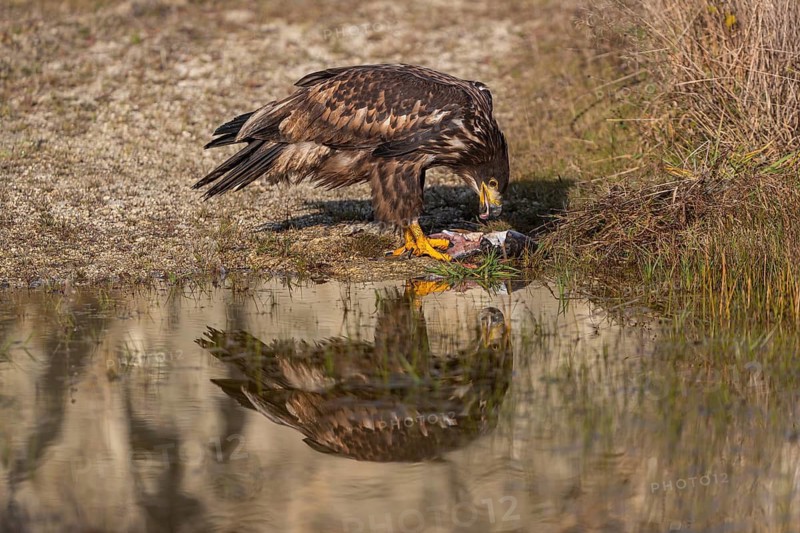 One white-tailed eagle (Haliaeetus albicilla) sitting lakeshore in early light, feeding on a common carp.Full reflection of the bird in the water