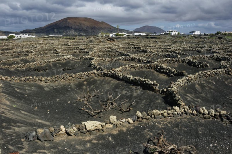 Typical viticulture in dry farming method, La Geria, Lanzarote, Canary Islands, Canary Islands, Spain