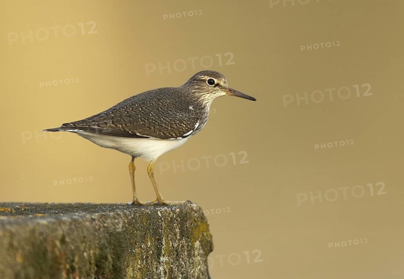 Common Sandpiper (Actitis hypoleucos), Mecklenburg-Western Pomerania, Germany