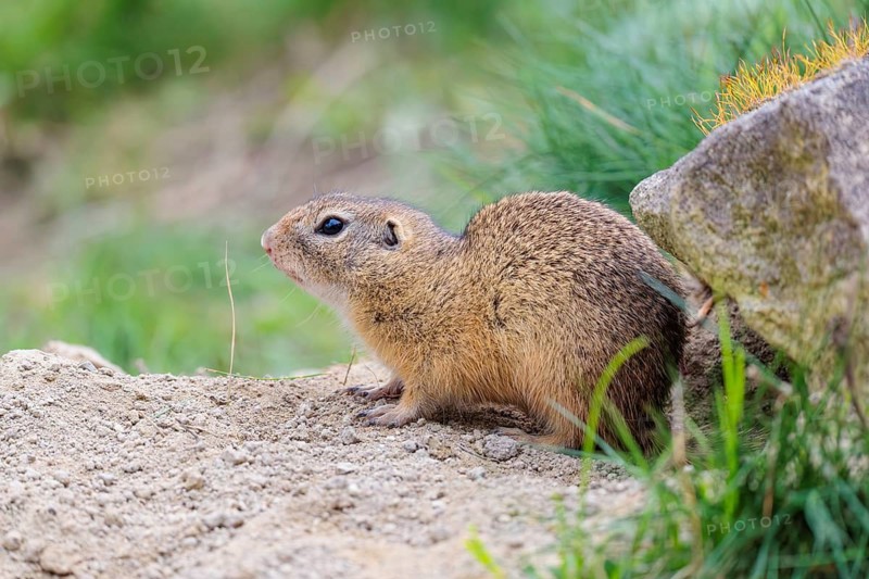 A fully grown ground squirrel (Spermophilus citellus) sits on gravel next to green vegetation on a cloudy day in hilly terrain. Austria