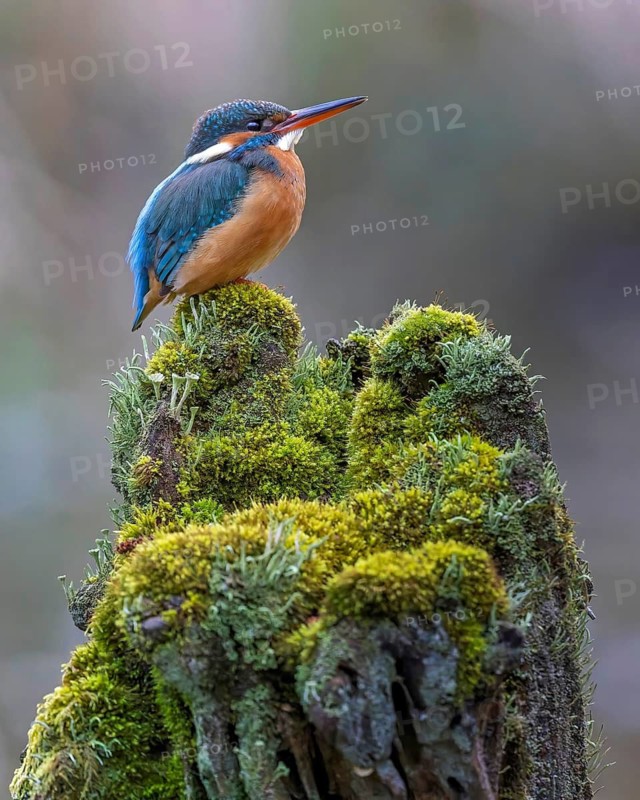 Kingfisher (Alcedo atthis) spring, hunting, catching fish, female on mossy root, dive, diving, underwater, surfacing, whitefish, hungry, foraging, fight for survival, diving, mating, habitat intact, Kiskunsag National Park, Hungary