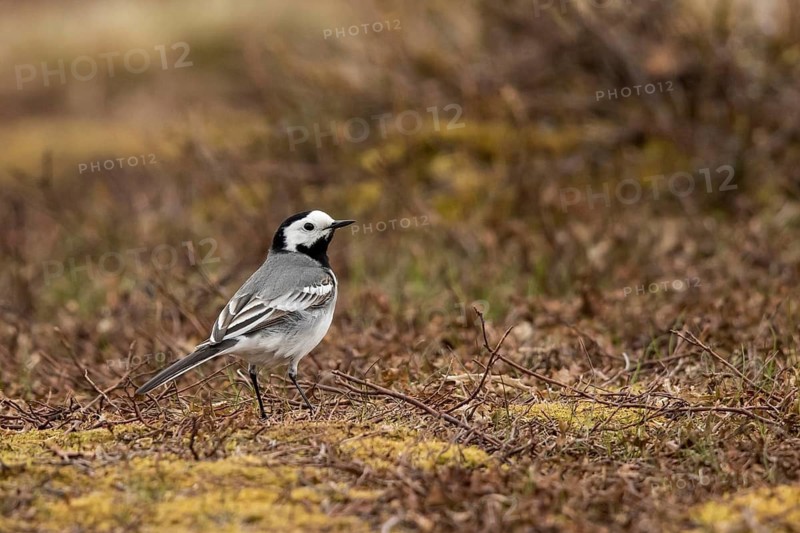 White Wagtail (Motacilla alba), Dalarna, Sweden