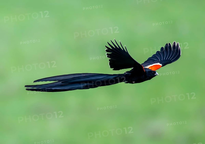 Long-tailed widowbird (Euplectes progne) in flight, South Africa