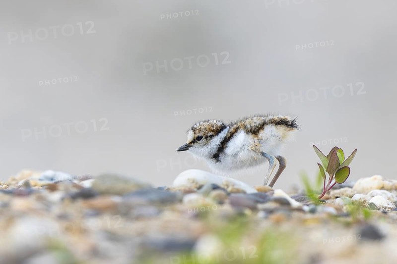 Little Ringed Plover (Charadrius dubius) chick, North Rhine-Westphalia, Germany