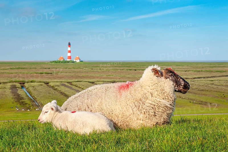 Sheep and lamb lying on a dyke at the North Sea, in the background the lighthouse Westerheversand, Westerhever, Schleswig-Holstein, Germany