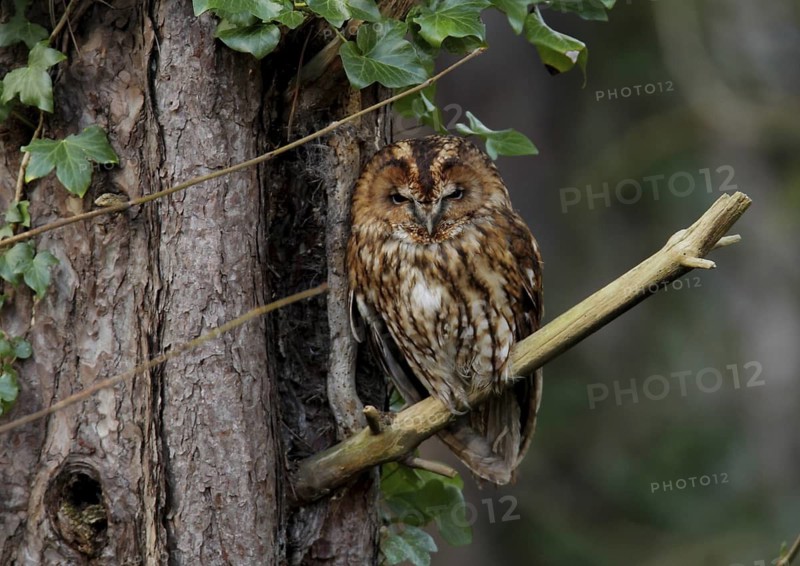 Tawny Owl (Strix aluco), Wales, United Kingdom