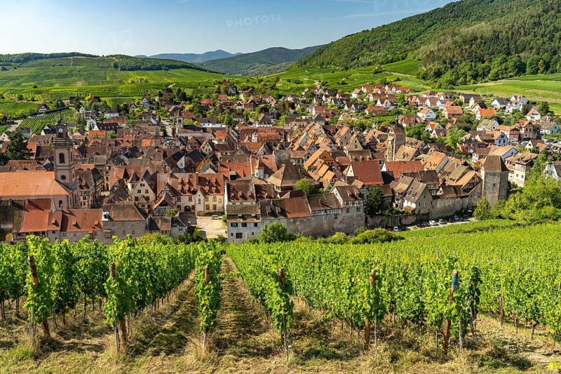 View over the vineyards to Riquewihr, Alsace, France
