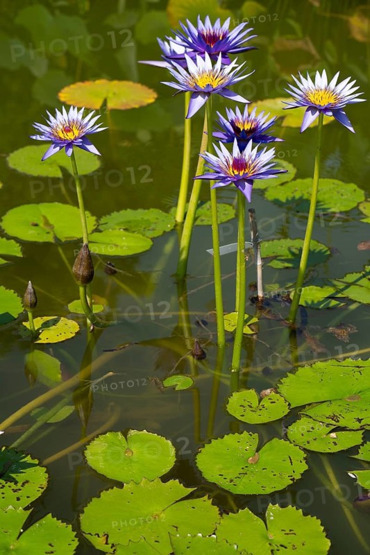 Tropical water lily (Nymphaea), Rhonda Kay, flowering, North Rhine-Westphalia, Germany