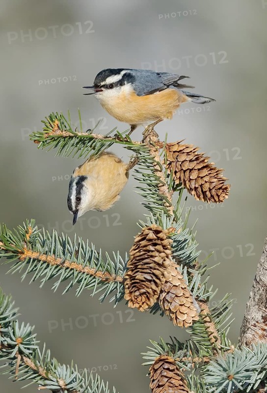 Red-breasted Nuthatch (Sitta canadensis), Alaska, USA