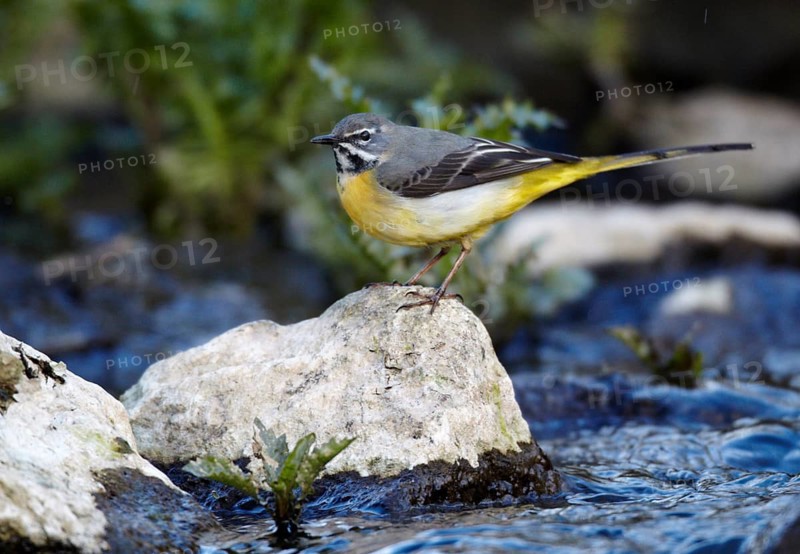 Grey Wagtail (Motacilla cinerea) male, Mecklenburg-Western Pomerania, Germany