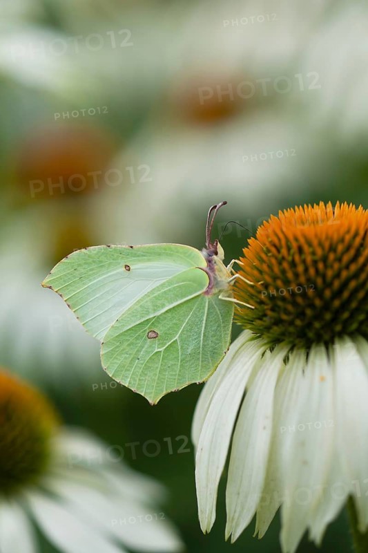 Brimstone butterfly (Gonepteryx rhamni) adult male insect feeding on a garden Coneflower (Echinacea spp) flower in summer, Suffolk, England, United Kingdom