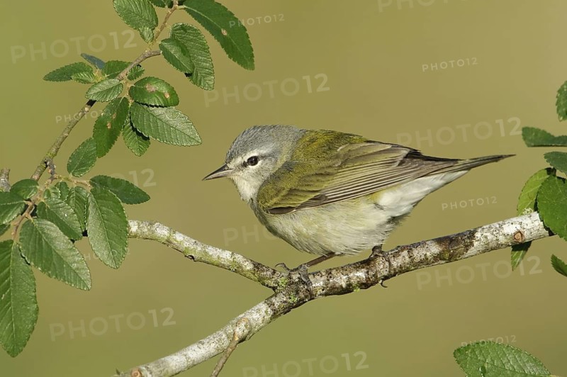 Tennessee Warbler (Leiothlypis peregrina), Texas, USA