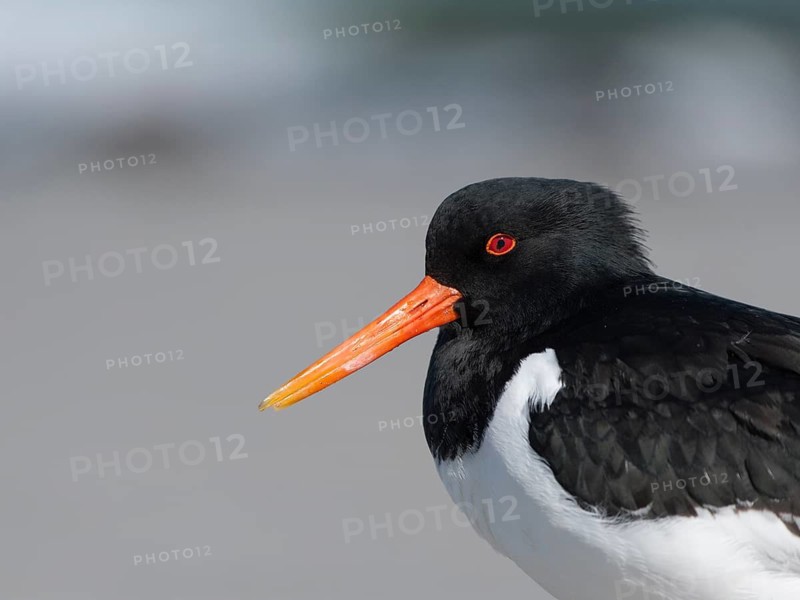 Eurasian Oystercatcher (Haematopus ostralegus), Schleswig-Holstein, Germany