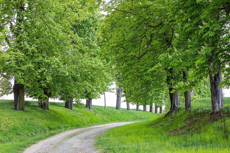 Listed avenue with old trees of white horse chestnut (Aesculus hippocastanum) in Hermsdorf, Ottendorf-Ockrilla, Saxony, Germany