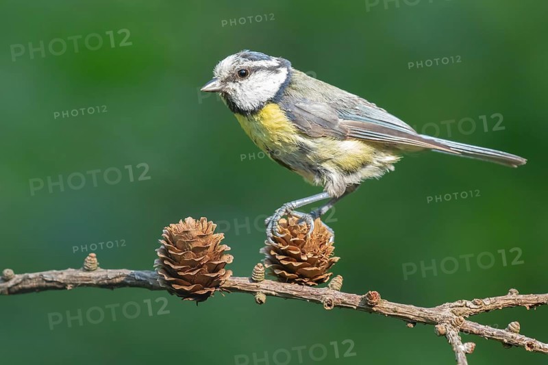 Eurasian Blue Tit (Cyanistes caeruleus) perched on a branch, Lower Saxony, Germany