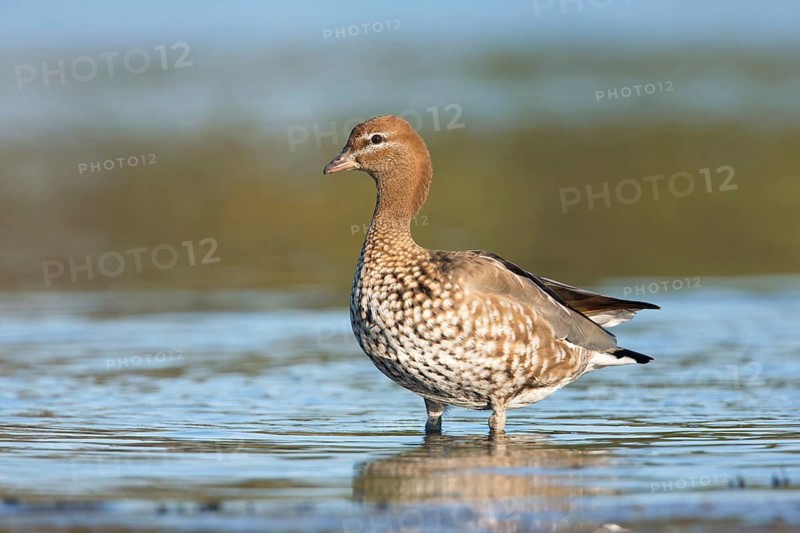Maned Duck (Chenonetta jubata) female, Victoria, Australia