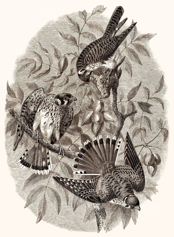 The American Common Kestrel, Falco sparverius, the smallest and most common falcon in North America, coloured falcon or American kestrel