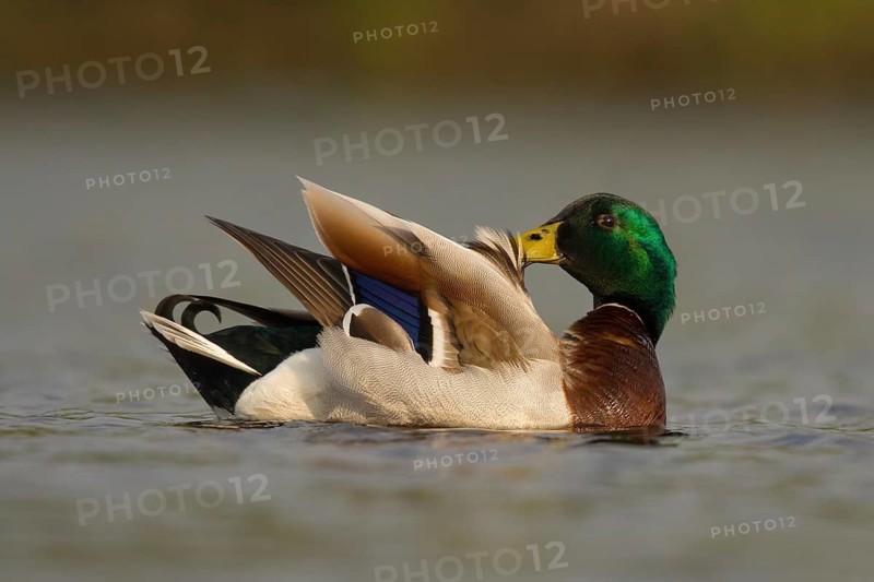 Mallard (Anas platyrhynchos) male, Utrecht, Netherlands
