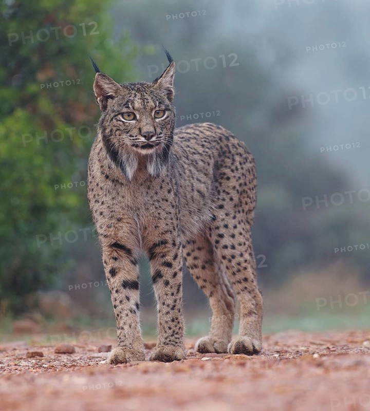 Lynx pardinus, portrait, Castilla-La Mancha, Spain