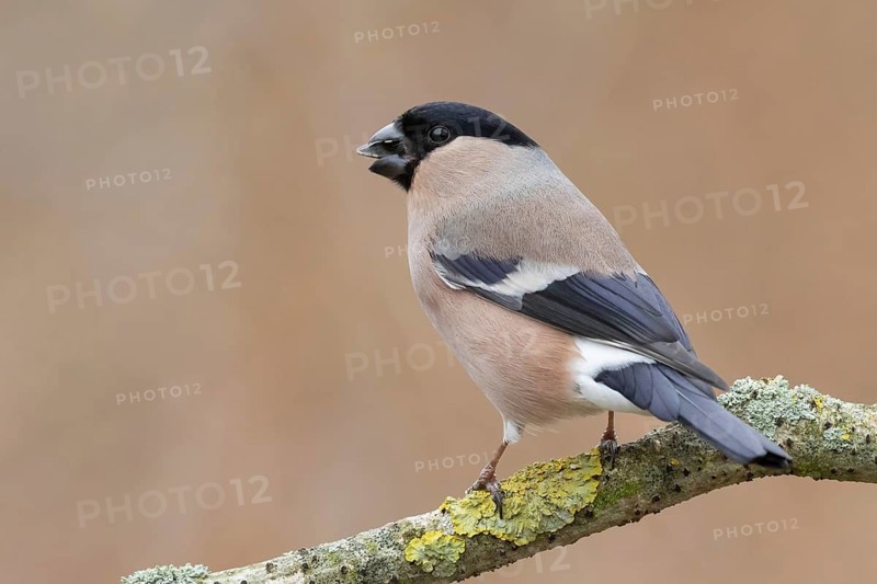 Eurasian Bullfinch (Pyrrhula pyrrhula) female, Lower Saxony, Germany