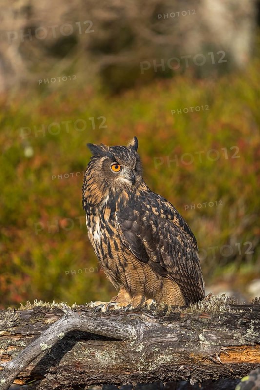One Eurasian Eagle Owl, Bubo bubo, sitting on a fallen, moss and lichen covered grey tree stump, red and green vegetation iin the background. Early morning light
