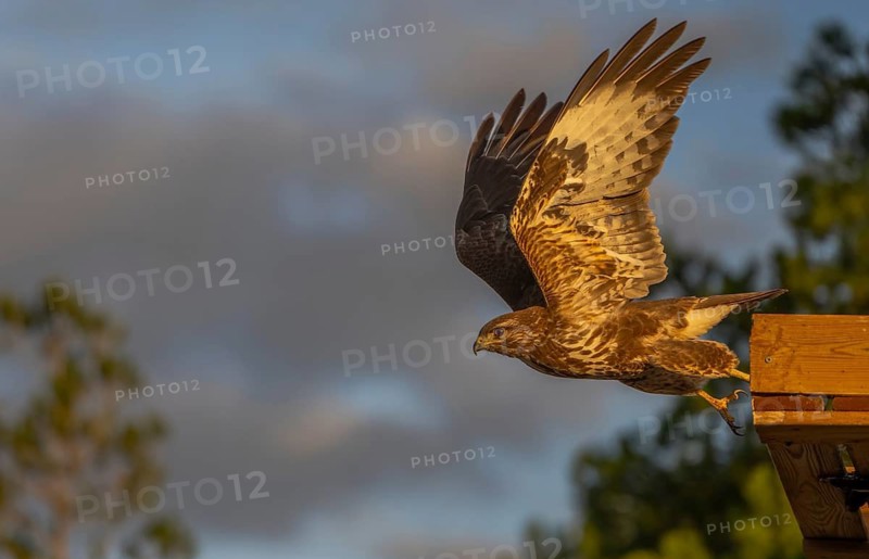 A majestic hawk takes off from a wooden perch at sunset, showcasing powerful wings and intense gaze under golden sunlight. The scene reflects the bird's grace and strength