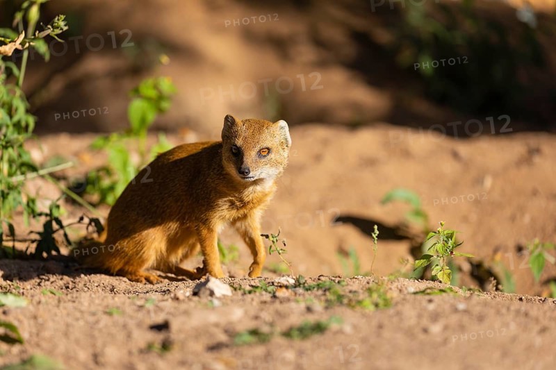 One yellow mongoose, Cynictis penicillata, or red meerkat sitting on sandy terrain