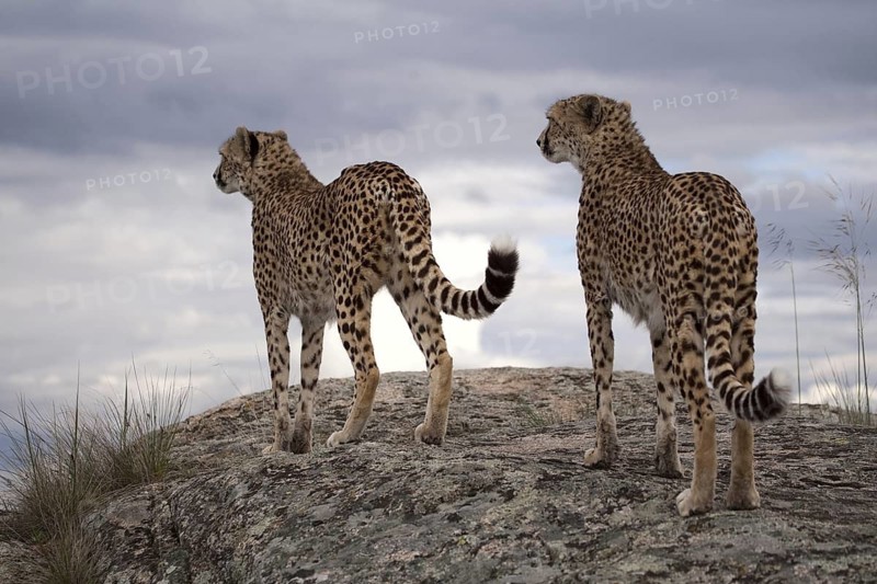 Cheetah (Acinonyx jubatus) two females standing on a rock below dark clouds, Castile-La Mancha, Spain