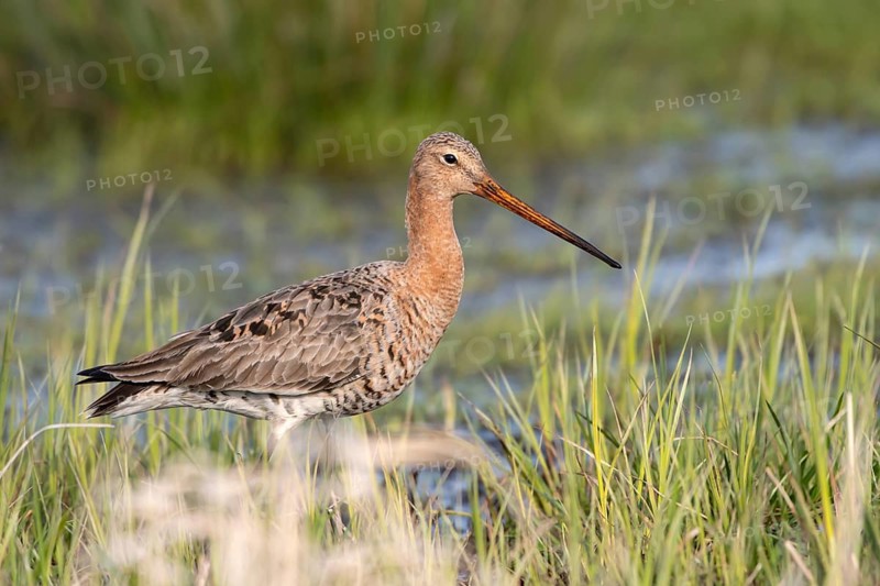 Black-tailed godwit (Limosa limosa), Ochsenmoor, Dümmer, Lemförde, Lower Saxony, Germany