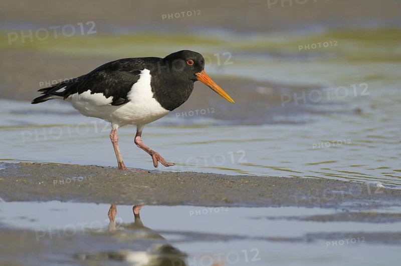 Eurasian Oystercatcher (Haematopus ostralegus), Texel, Netherlands