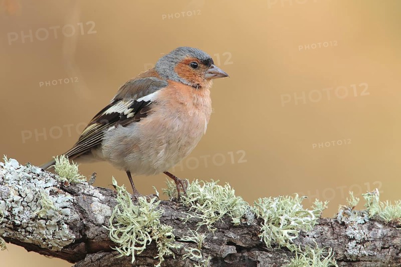 Common Chaffinch (Fringilla coelebs) male, Andalusia, Spain