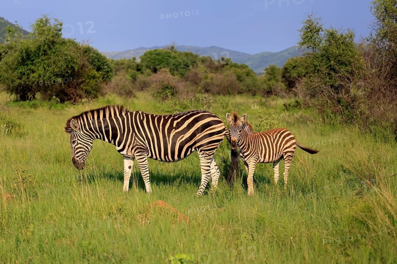 Burchell's zebra (Equus quagga burchelli), Burchell's zebra, adult, female, mother, young animal, foraging, Pilanesberg National Park, North West Province, South Africa