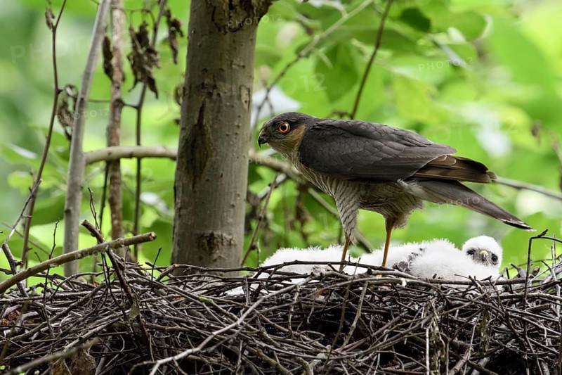 Blitzbesuch... Sperber *Accipiter nisus*