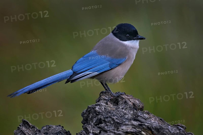 Azure-winged Magpie, Cyanopica cyanus, rare bird on the rock habitat, Sierra de Andújar, Andalusia, Spain in Europe. Magpie in the nature stone habitat