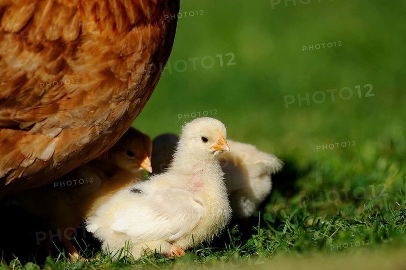 Hen protecting her chicks crowding in the grass, domestic fowl (Gallus gallus domesticus), Franconia