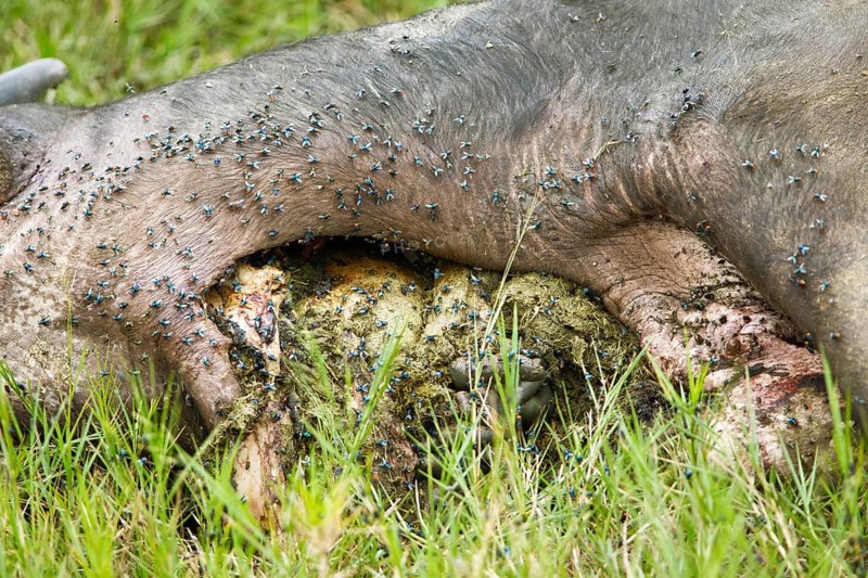 Colourful flies on the carcass of an African buffalo (Syncerus caffer), Akagera National Park or Kagera National Park, Eastern Province, Rwanda